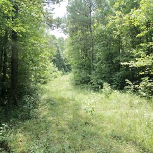 Photo #45 of SOLD property in Off Adcock Road, Enfield, NC 58.0 acres