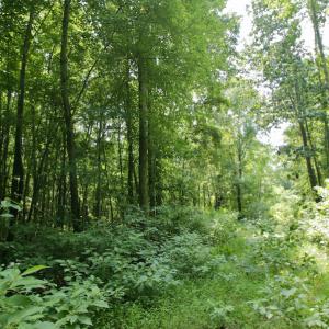 Photo #46 of SOLD property in Off Adcock Road, Enfield, NC 58.0 acres