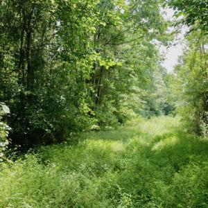 Photo #48 of SOLD property in Off Adcock Road, Enfield, NC 58.0 acres