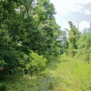 Photo #49 of SOLD property in Off Adcock Road, Enfield, NC 58.0 acres