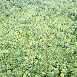 Photo #5 of SOLD property in Off Shippings Road, McKenney, VA 47.5 acres