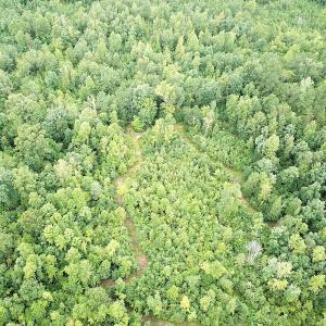 Photo #6 of SOLD property in Off Shippings Road, McKenney, VA 47.5 acres