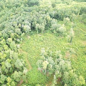 Photo #7 of SOLD property in Off Shippings Road, McKenney, VA 47.5 acres