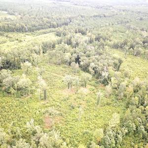 Photo #8 of SOLD property in Off Shippings Road, McKenney, VA 47.5 acres