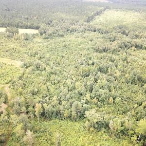 Photo #10 of SOLD property in Off Shippings Road, McKenney, VA 47.5 acres