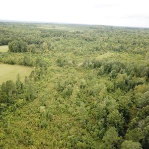 Photo #14 of SOLD property in Off Shippings Road, McKenney, VA 47.5 acres