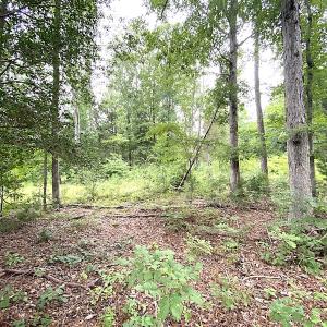 Photo #20 of SOLD property in Off Shippings Road, McKenney, VA 47.5 acres