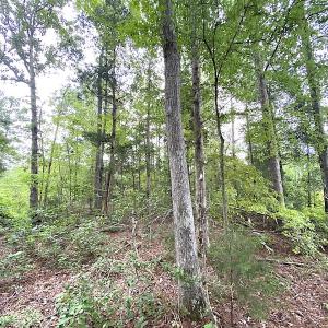 Photo #21 of SOLD property in Off Shippings Road, McKenney, VA 47.5 acres