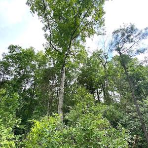Photo #24 of SOLD property in Off Shippings Road, McKenney, VA 47.5 acres