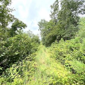 Photo #25 of SOLD property in Off Shippings Road, McKenney, VA 47.5 acres