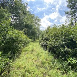 Photo #26 of SOLD property in Off Shippings Road, McKenney, VA 47.5 acres