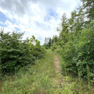 Photo #28 of SOLD property in Off Shippings Road, McKenney, VA 47.5 acres