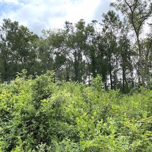 Photo #30 of SOLD property in Off Shippings Road, McKenney, VA 47.5 acres