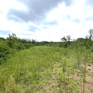 Photo #31 of SOLD property in Off Shippings Road, McKenney, VA 47.5 acres
