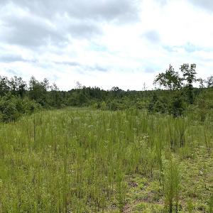 Photo #32 of SOLD property in Off Shippings Road, McKenney, VA 47.5 acres