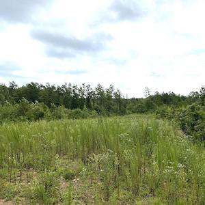 Photo #33 of SOLD property in Off Shippings Road, McKenney, VA 47.5 acres