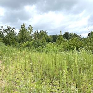Photo #34 of SOLD property in Off Shippings Road, McKenney, VA 47.5 acres