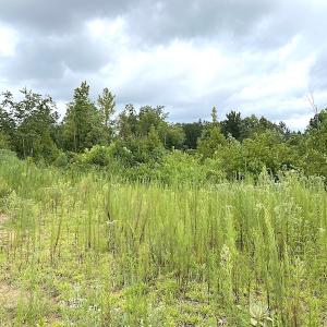 Photo #34 of SOLD property in Off Shippings Road, McKenney, VA 47.5 acres