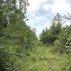 Photo #36 of SOLD property in Off Shippings Road, McKenney, VA 47.5 acres