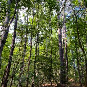 Photo #20 of SOLD property in County Line Road, Manson, NC 6.6 acres