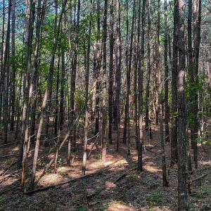 Photo #22 of SOLD property in County Line Road, Manson, NC 6.6 acres
