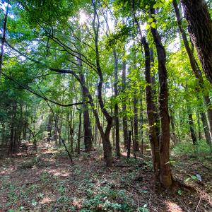 Photo #2 of SOLD property in County Line Road, Manson, NC 6.6 acres