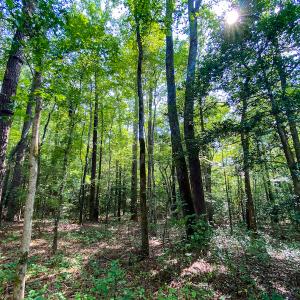 Photo #4 of SOLD property in County Line Road, Manson, NC 6.6 acres