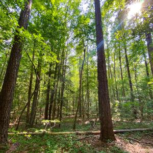 Photo #8 of SOLD property in County Line Road, Manson, NC 6.6 acres