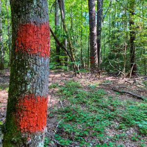 Photo #10 of SOLD property in County Line Road, Manson, NC 6.6 acres