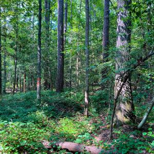 Photo #12 of SOLD property in County Line Road, Manson, NC 6.6 acres