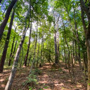 Photo #18 of SOLD property in County Line Road, Manson, NC 6.6 acres