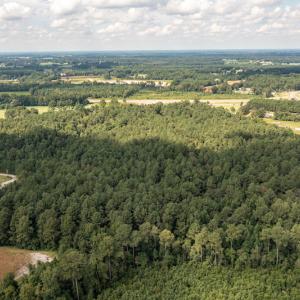 Photo #12 of SOLD property in Off Cecil-Odie Road, Clinton, NC 11.0 acres