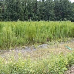 Photo #16 of SOLD property in Off Cecil-Odie Road, Clinton, NC 11.0 acres