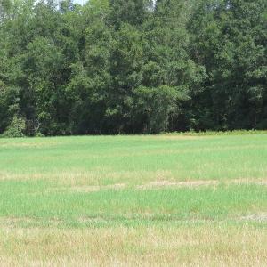 Photo #17 of SOLD property in 27500 NC 210 Hwy E, Currie, NC 330.0 acres