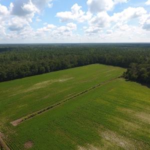 Photo #4 of SOLD property in 27500 NC 210 Hwy E, Currie, NC 330.0 acres