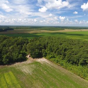Photo #6 of SOLD property in 27500 NC 210 Hwy E, Currie, NC 330.0 acres