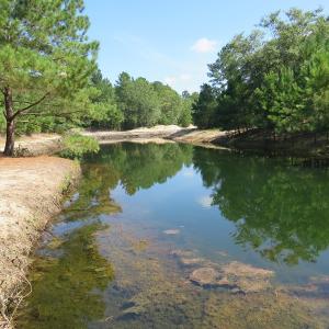 Photo #58 of SOLD property in 27500 NC 210 Hwy E, Currie, NC 330.0 acres