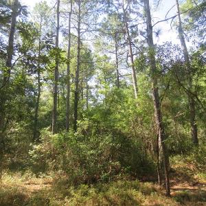 Photo #64 of SOLD property in 27500 NC 210 Hwy E, Currie, NC 330.0 acres