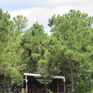 Photo #65 of SOLD property in 27500 NC 210 Hwy E, Currie, NC 330.0 acres