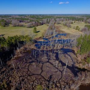 Photo #22 of SOLD property in Off Lynch Road, Hollister, NC 271.9 acres