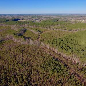 Photo #28 of SOLD property in Off Lynch Road, Hollister, NC 271.9 acres