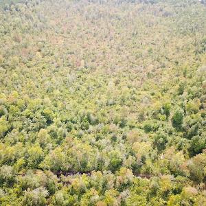 Photo #7 of SOLD property in Off Okelly Road, Suffolk, VA 113.0 acres