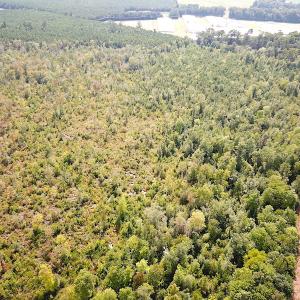 Photo #15 of SOLD property in Off Okelly Road, Suffolk, VA 113.0 acres