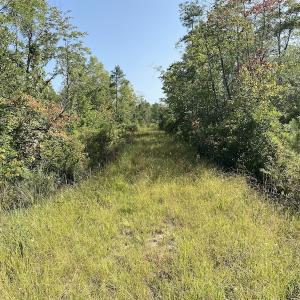 Photo #19 of SOLD property in Off Okelly Road, Suffolk, VA 113.0 acres