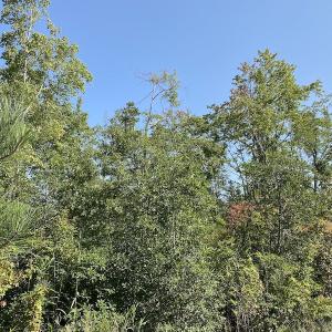 Photo #20 of SOLD property in Off Okelly Road, Suffolk, VA 113.0 acres