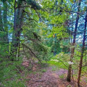 Photo #20 of SOLD property in Adkins Lane, Gretna, VA 4.0 acres