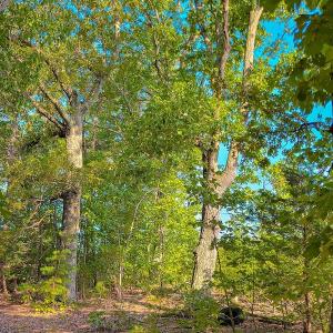 Photo #21 of SOLD property in Adkins Lane, Gretna, VA 4.0 acres