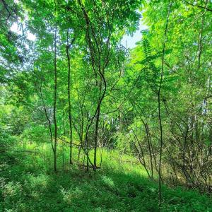 Photo #28 of SOLD property in Adkins Lane, Gretna, VA 4.0 acres