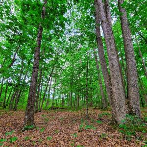 Photo #19 of SOLD property in Adkins Lane, Gretna, VA 13.0 acres