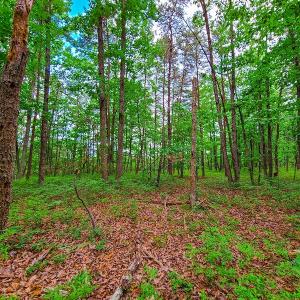 Photo #20 of SOLD property in Adkins Lane, Gretna, VA 13.0 acres